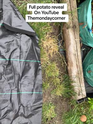First year growing potatos. #potato #potatotiktok #potatoreveal #potatoreveal2023 #potatoes #potatotok #potatoharvest #allotment #allotmentuk #allotmentlife #newtogardening 