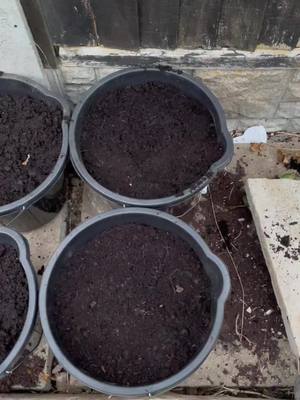 Second attempt at growing potatos, hopefully I’ll keep them safe from the frost. Late Crop Maris Peer. #potatos #plantingpotatos #growingpotatos #potato #potatoes #allotmentuk #allotmentgarden #allotmentgardeninguk #allotmentlife #allotmenttok #potatotok #potatotiktok #gardening #vegtablegarden #...