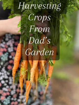 This tiktok was very emotional to make as my Dad passed away in June. He loved his garden and I didn’t want this years harvest to be wasted.