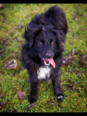 I need no less than 5 billion pictures of my dog. #cattok #dogtok #dogsoftiktok #tiktokdog #doggo #dog #furbaby #mixedbreed #mutt #pomerian #pomeriancross 