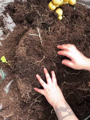 Looking forward to doing a potato reveal in a few weeks time with my christmas crop. #potato #potatoreveal #potatoes #tatties #gardening #allotment #allotmentuk #allotmentlife #allotmentgarden #allotmenttok #allotmenttiktok #kitchengarden #growyourown #growvegetables #vegtablegarden #containergar...