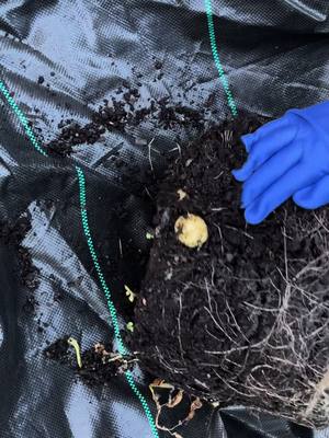 Harvesting my late potatoes one pot a week. I have 4 pots in total so new YT potato reveal due mid November. #potatoes #potato #potatotok #🥔 #potatoreveal #potatoreveal2023 #allotment #allotmentuk #allotmentlife #allotmentgarden #allotmenttok #containergarden #homegrown #growyourown #vegtablegar...