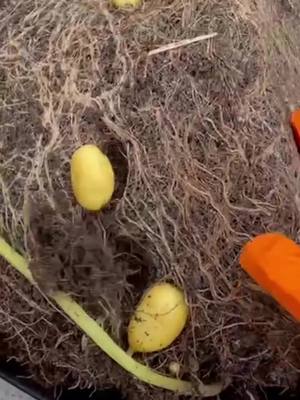 A short edit of my jazzy potato harvest. Full reveal on my youtube. The music was created by my husband as he knows me too well and that I have a love for potatoes. #growyourownfood #growyourown #potato #potatoes #potatotiktok #potatotok #potatoharvest #potatoreveal #gardentok #containergarden #c...