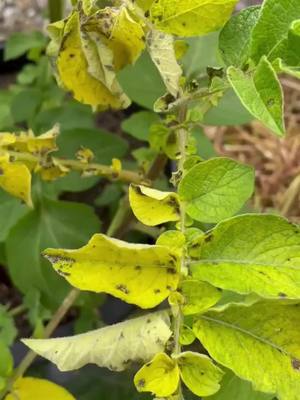 Gardeners need your advice. Is this blight? As its on my blight resistant sarpos. If its not blight what is it? Song lovingly created by my husband using AI #growyourownfood #growyourown #potato #potatoes #potatotiktok #potatotok #gardentok #containergarden #containergardening #containergardener ...