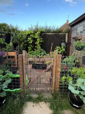 First year gardening, here’s quick tour around my small kitchen container garden. Some videos on my youtube. #garden #containergarden #containergardening #growyourown #growyourownfood #kitchengarden #gardentok #cottagegarden #hobbiton #gardening #allotment #whimsical 